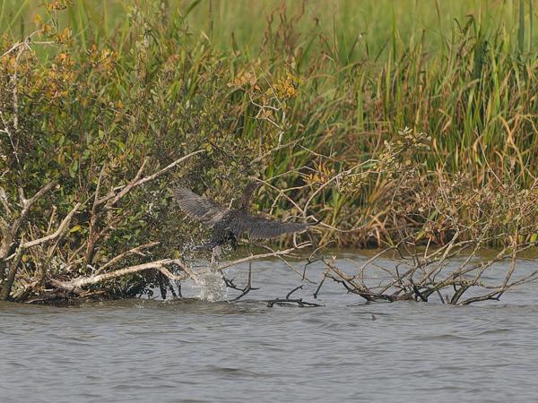 Pygmy cormorant (Microcarbo pygmaeus)